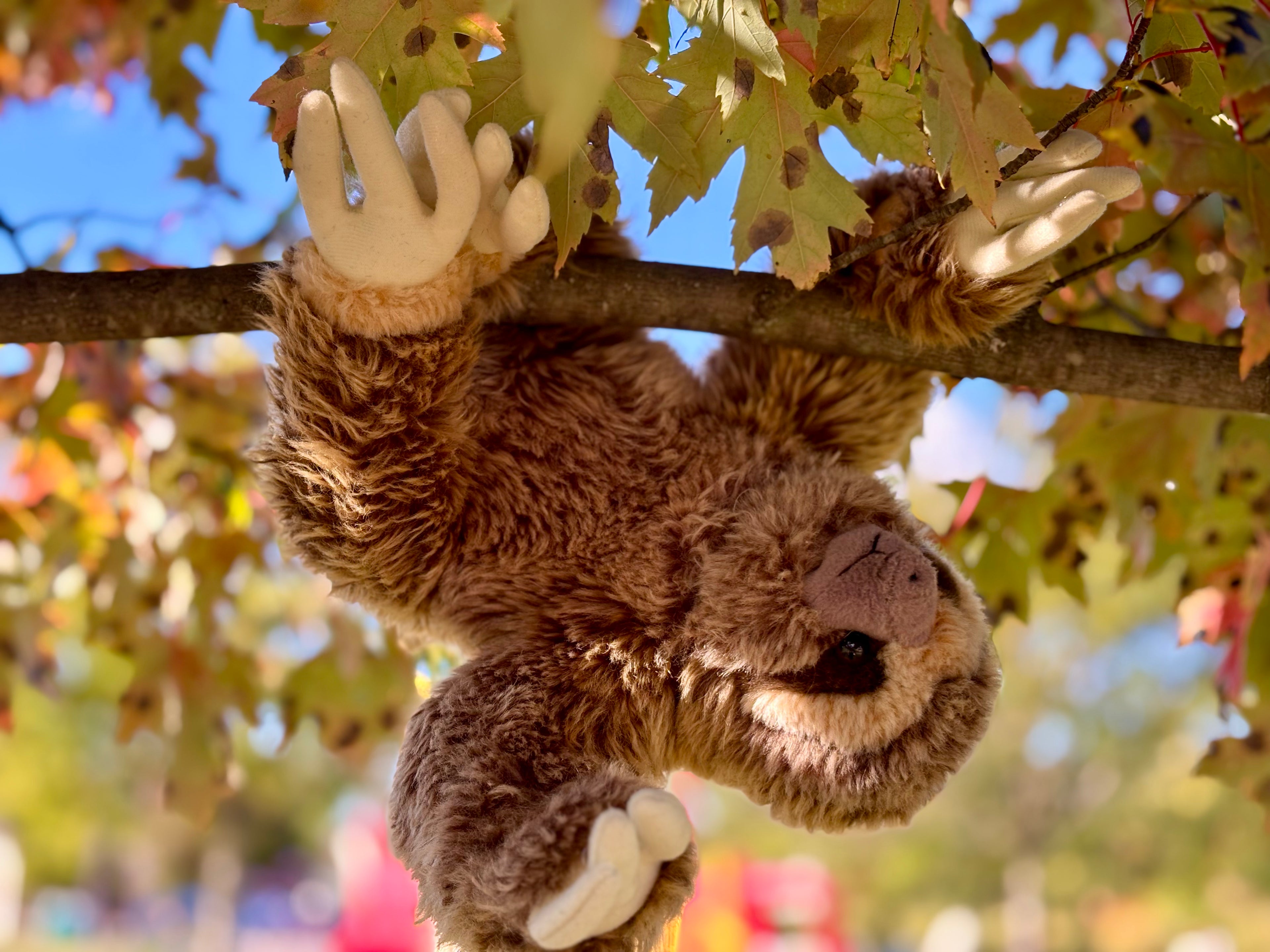Sloth